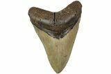 Serrated, Fossil Megalodon Tooth - North Carolina #236749-1
